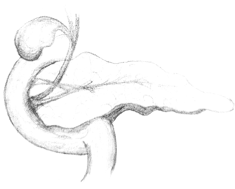 Bauchspeicheldrüsen-Insuffizienz