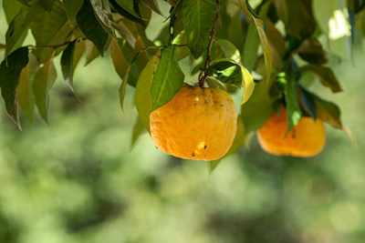 Citrus-Bioflavonoide
