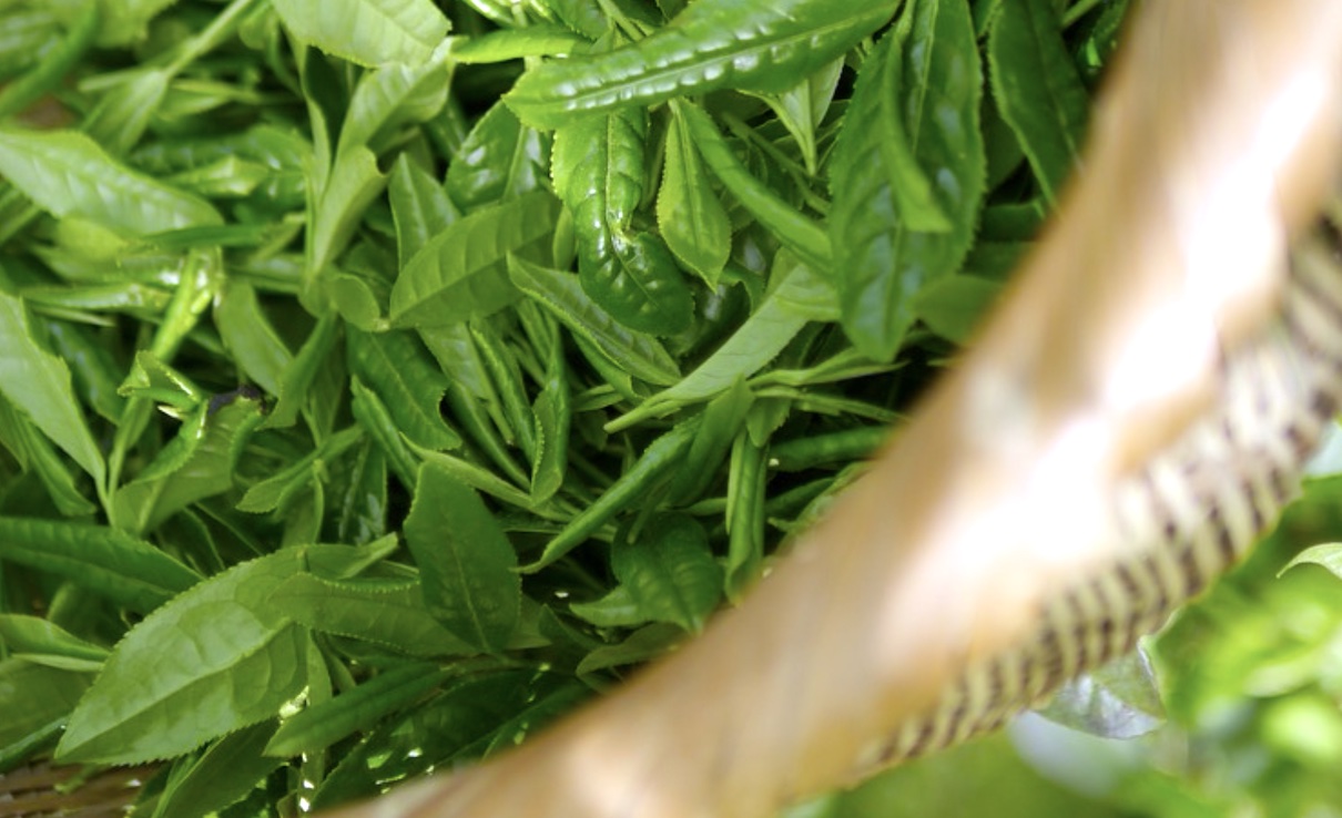 Epigallocatechingallat (EGCG)