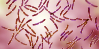 Lactobacillus gasseri