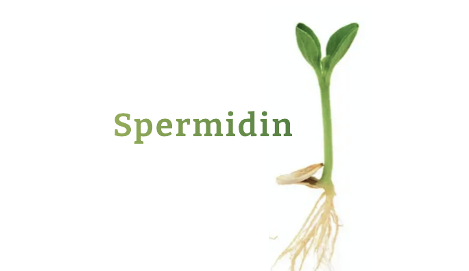 Spermidin